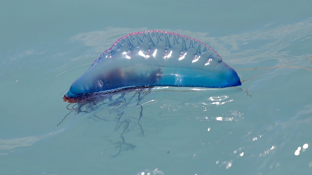 Jellyfish are Stinging People Along Florida's Space Coast